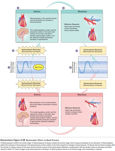 Regulation Of Arterial Pressure