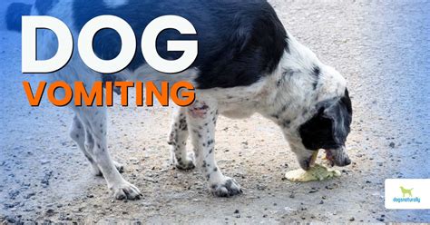 Dog Vomiting Treatment At Home Dogs Naturally