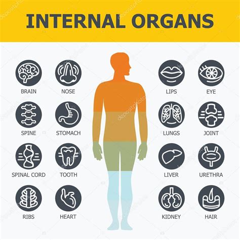 Internal Organs Set Stock Vector Image By ©otay 109784444
