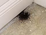 Pictures of Pest Droppings