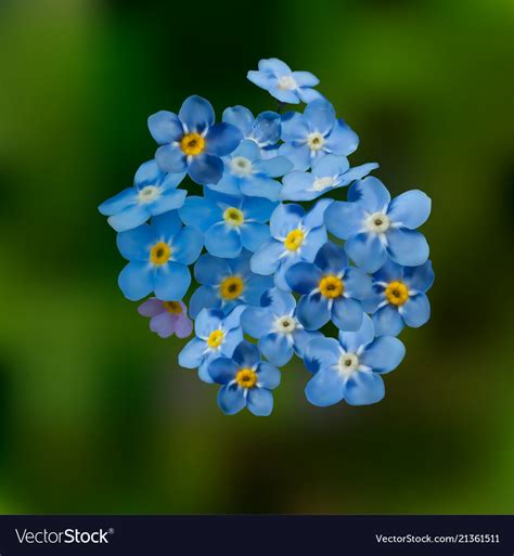 Blue Forget Me Not Spring Flowers Royalty Free Vector Image