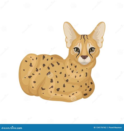 Serval Isolated On White Background Wild African Cat With Slender Body
