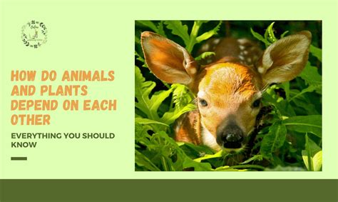 How Do Animals And Plants Depend On Each Other Complete Guide