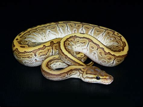 Butter Pinstripe Morph List World Of Ball Pythons