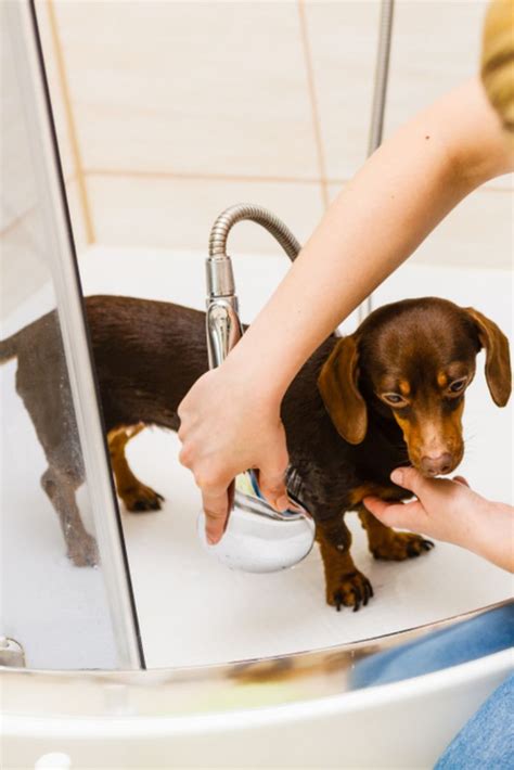 Woman Taking Care Of Her Little Dog Female Washing Cleaning