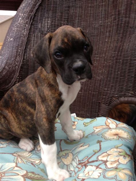 Tucker Our Special Little Boxer Puppies Boxer Puppy Love