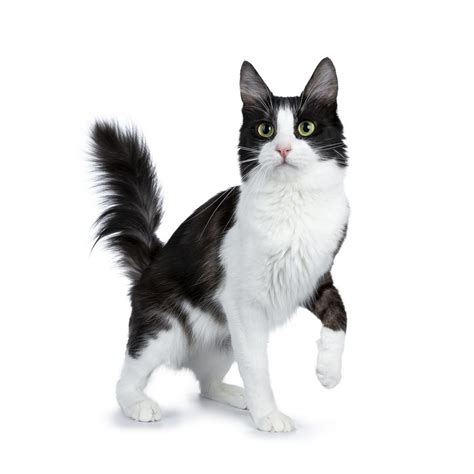 10 Cat Breeds With Black And White Coloring