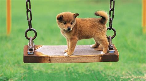 Cute Puppy Small Dog High Resolution Wallpaper