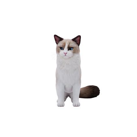 Ragdoll Cute Cat 21107688 Png