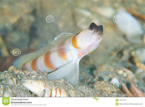 Striped Goby Gobius Vittatus Fish Royalty Free Stock Photo