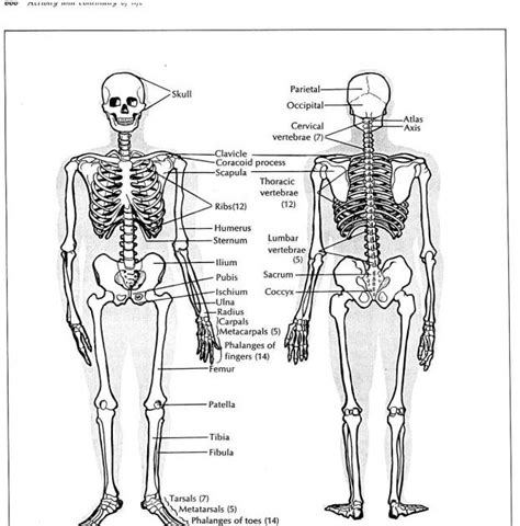 Back Bones Diagram Human Skeleton Back Human Skeleton Back Human