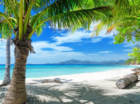 Wallpaper Summer Beach Sand Palm Trees 2560x1600 Hd Picture Image