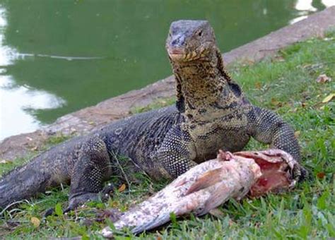 Invasive Nile Monitor Is Expanding Its Range In Florida