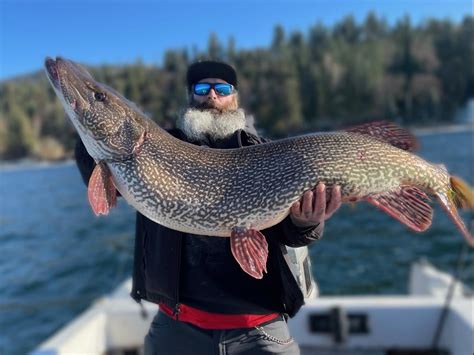 Massive Pike Caught In North Idahos Hayden Lake A New State Record