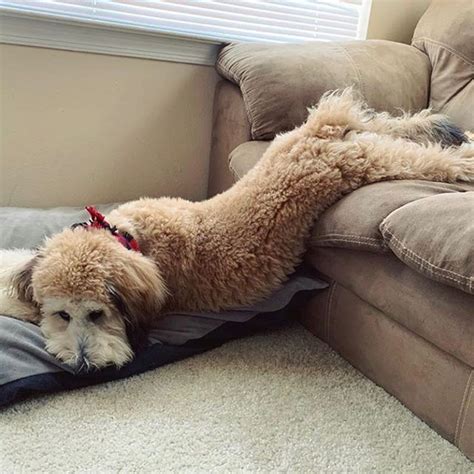 Goldendoodle Haircuts That Will Make You Swoon Lots Of Pictures