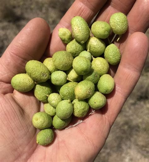 Citrus Glauca Desert Lime Seed Herbalistics