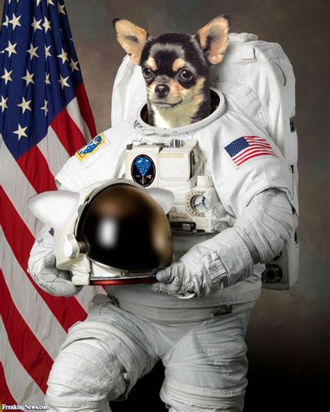 Astronaut Dog Nasa Astronauts Astronaut Nasa