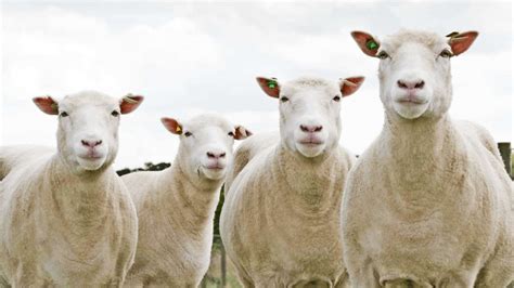 22 Years Since Dolly The First Cloned Sheep Heres How Her Legacy Has