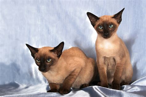 Tonkinese Cat Breed History And Some Interesting Facts