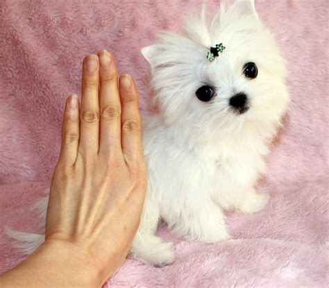Tiny Teacup Morkie White Puppy Iheartteacups