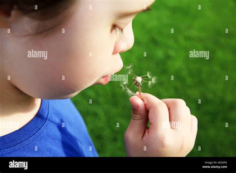 Little Girl Blowing Dandelion Stock Photo Alamy