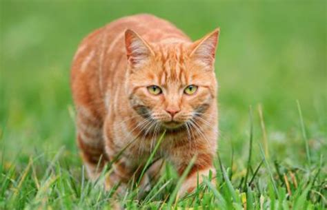 Ginger Tabby Vs Bengal Breed Comparison Mycatbreeds