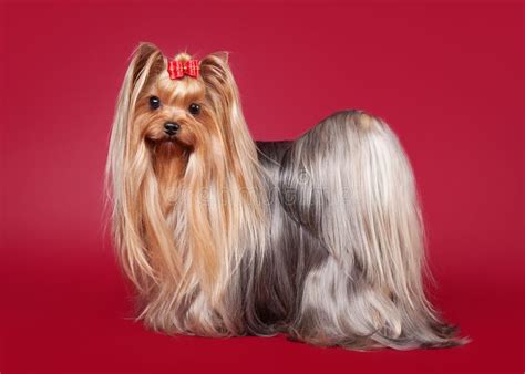 Young Yorkie On Dark Red Stock Photo Image Of Hair Wine 28194408