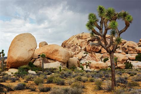 Rock Formation Joshua Tree National Park California Photograph By