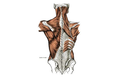 Latissimus Dorsi Trigger Points Muscle Pain