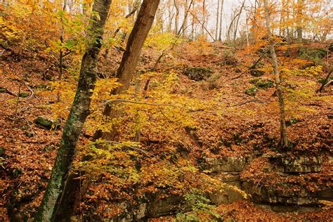Fall Foliage In Mammoth Cave National Park Photo John Schuster