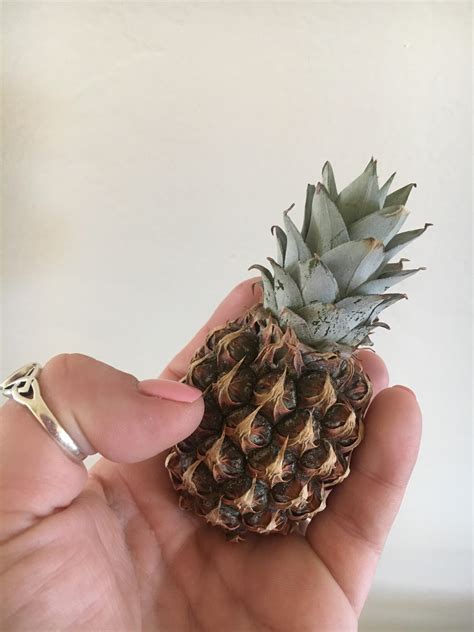 Little Baby Pineapple Rknightsofpineapple