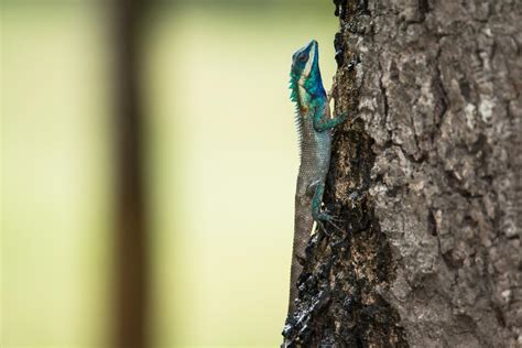 Siamese Blue Crested Lizard Calotes Goetzi