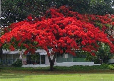 Fresh Red Flamboyant Tree Seeds Royal Poinciana Delonix Etsy Puerto