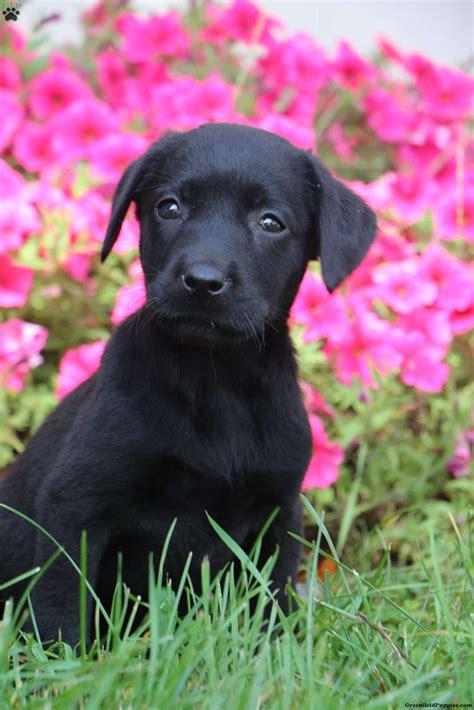 Welcome to our lovable labs, in georgia. Ava - Black Labrador Retriever Puppy For Sale in Pennsylvania