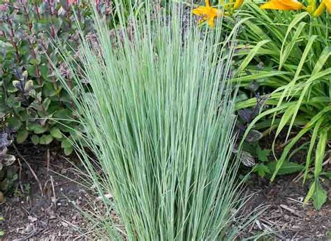 Little Bluestem The Blues Schizachyrium Scoparium