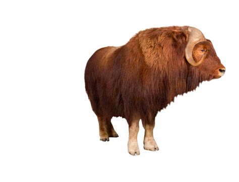 Ox Animal Png Transparent Images Png All