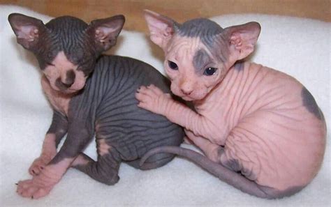 Please Sir A Blanket Sphynx Kittens For Sale Cats For Sale Kitten