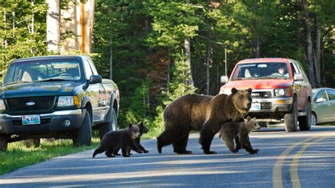 Grizzly Bear Mauls Hiker At Glacier National Park Fox News