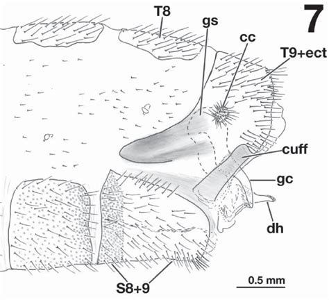 Leucochrysa Nodita Digitiformis Male Terminal Abdominal Segments