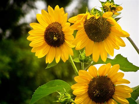 Free Photo Sunflowers Suns Yellow Flowers Free Image On Pixabay