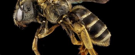 World’s Largest Bee Rediscovered Expest
