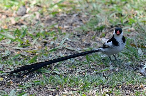 In this video you will get information about physical geography of africa. Male, Pin-tailed Whydah at Huntington Central Park, CA | Flickr