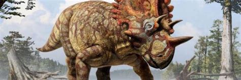 New Dinosaur Triceratops Unusual Cousin Discovered Redorbit