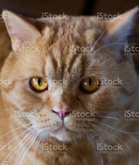Ginger Cat Muzzle Closeup Stock Photo Download Image Now Animal