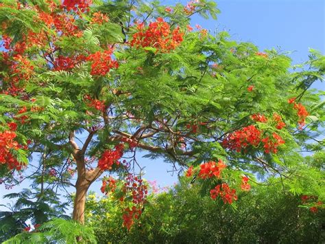Blossoming Tropical Tree Royal Poinciana With Beautiful