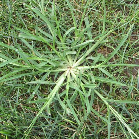 Crabgrass Wilson Control