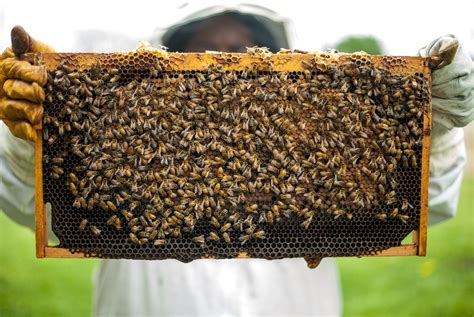 2020 Classes At Long Lane Honey Bee Farms Announced