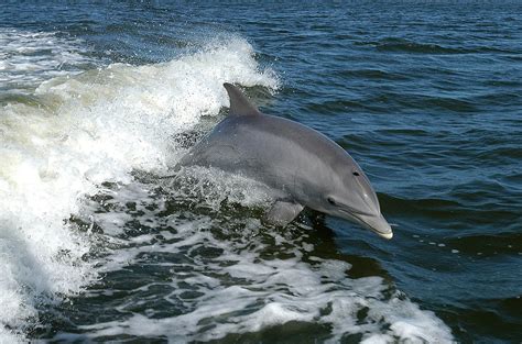 18 Bottlenose Dolphins Thinking Tasks
