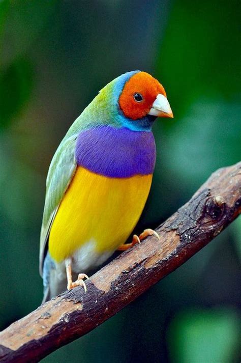 Our Amazing World Rainbow Finch Amazing World Beautiful Beautiful
