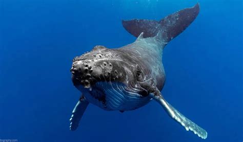Humpback Whale Behavior Hawaii Photography